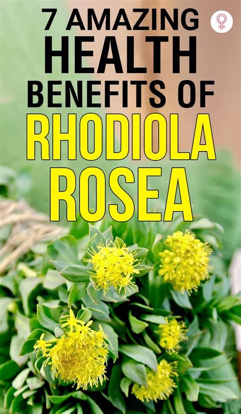 Rhodiola Rosea Benefits, Dosage and Side Effects .